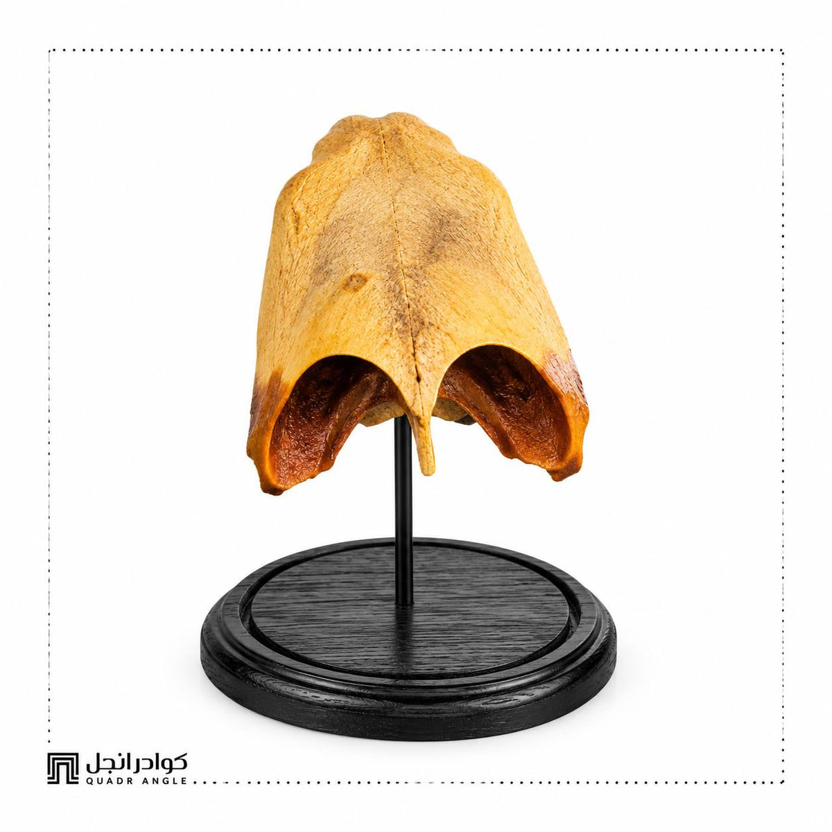 Natural History Skull Display - Open Profile - additional view