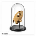 Natural History Skull Display - Open Profile
